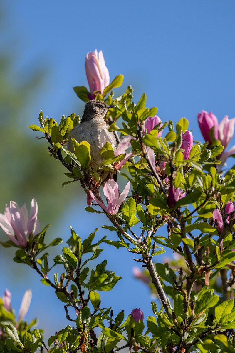 Northern Mockingbird - ML332566771