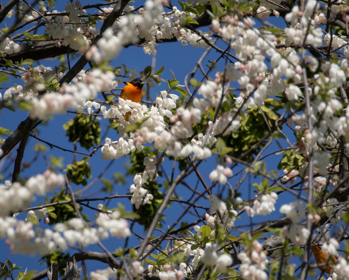 Baltimore Oriole - ML332567821