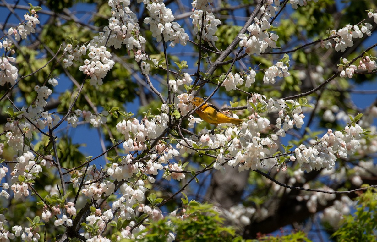 Baltimore Oriole - ML332567931