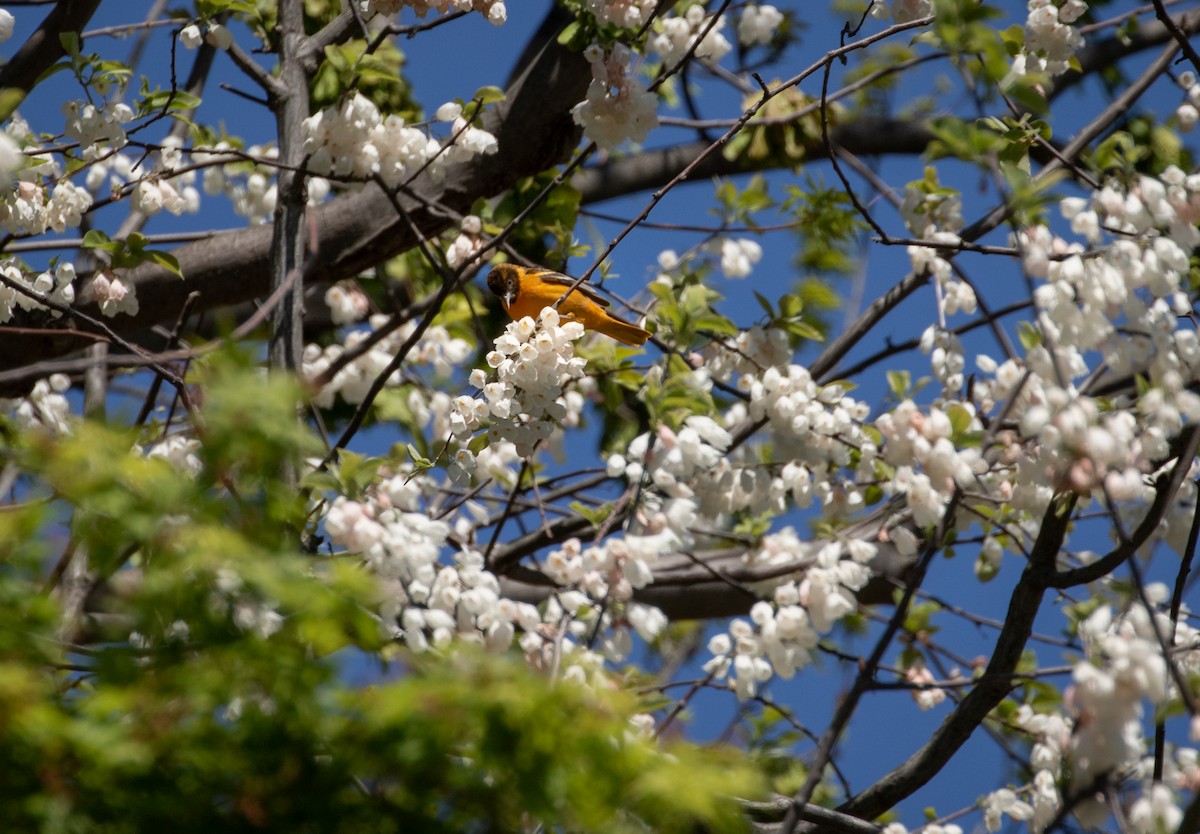 Baltimore Oriole - ML332568111