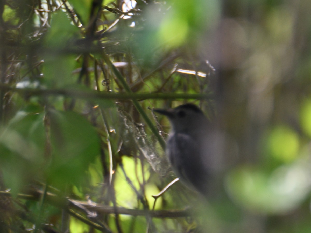 Gray Catbird - Carlton Noll