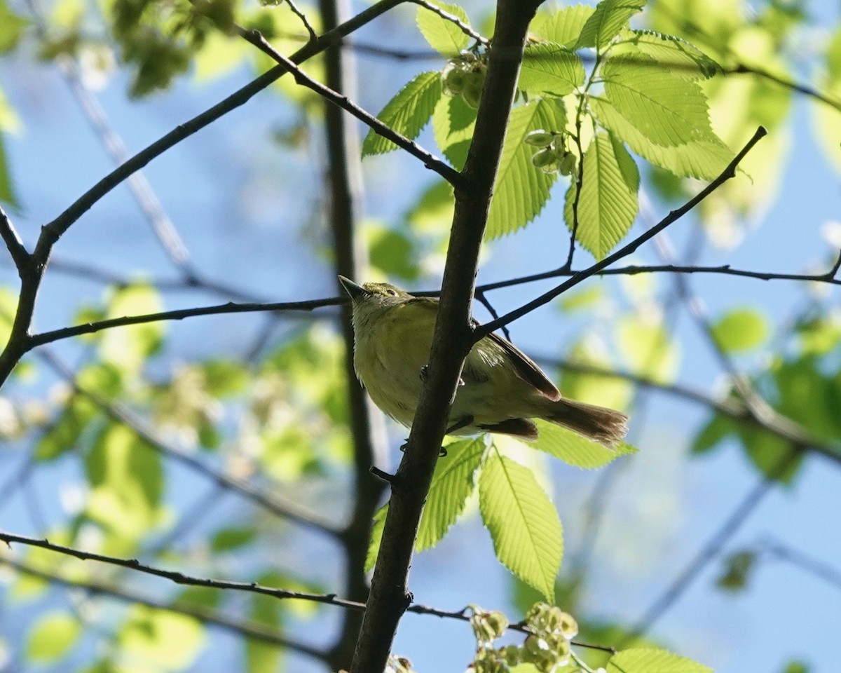 White-eyed Vireo - ML332570401