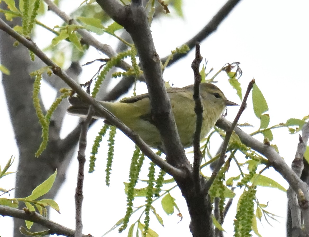 Tennessee Warbler - George Pawlowski