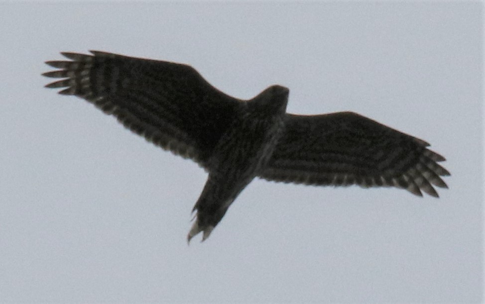 American Goshawk - ML332571391