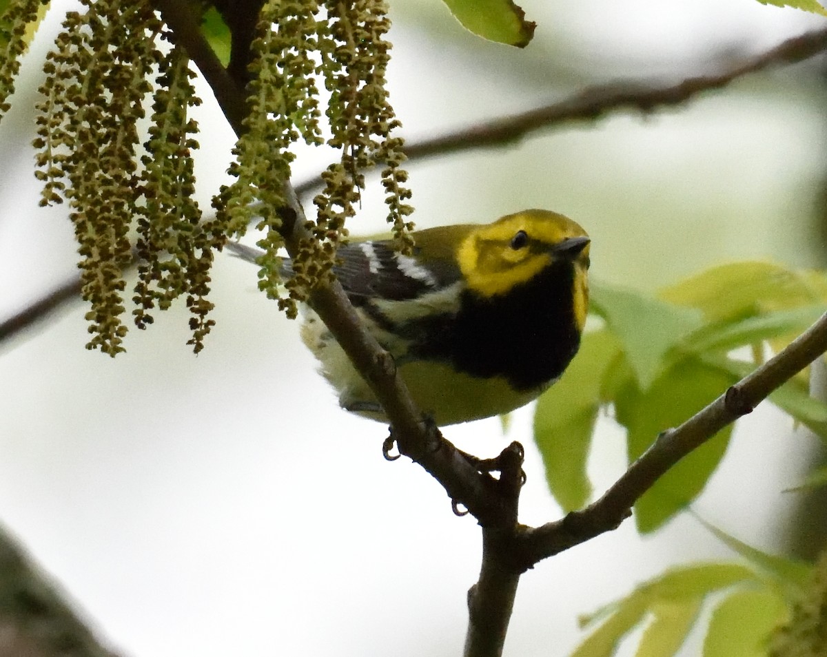 Black-throated Green Warbler - George Pawlowski