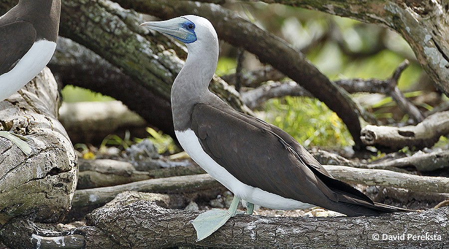 Cocos Booby (Brewster's) - David Pereksta