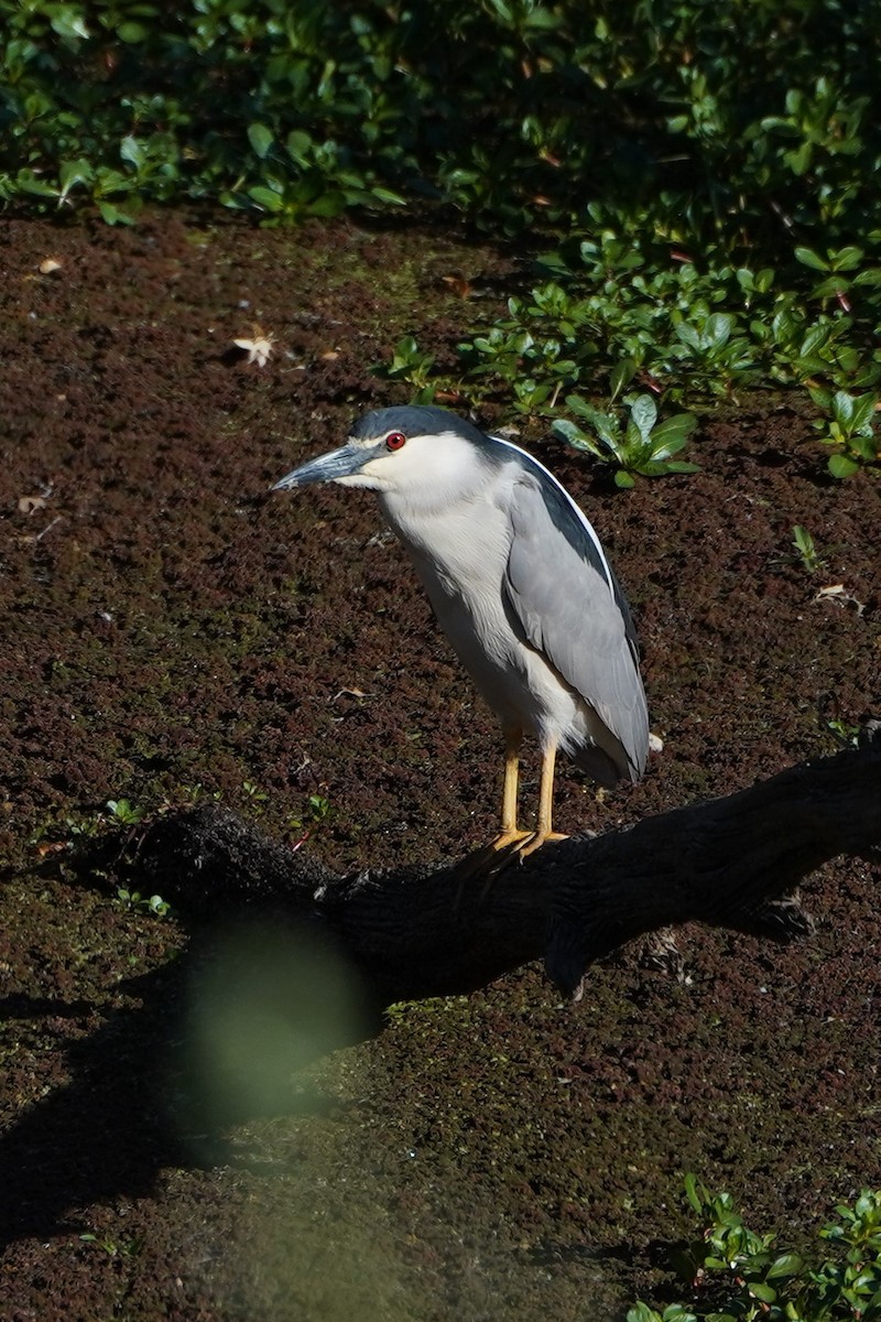 Black-crowned Night Heron - ML332574861