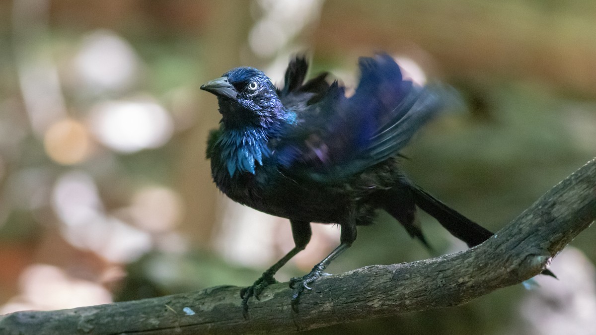 Common Grackle - ML332576851