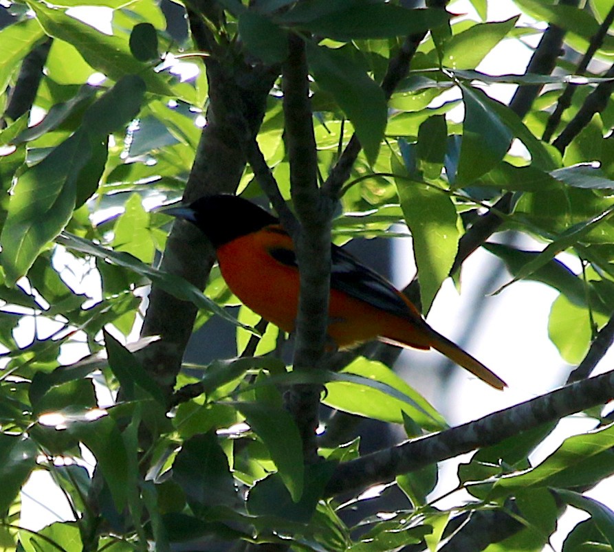 Baltimore Oriole - ML332577311