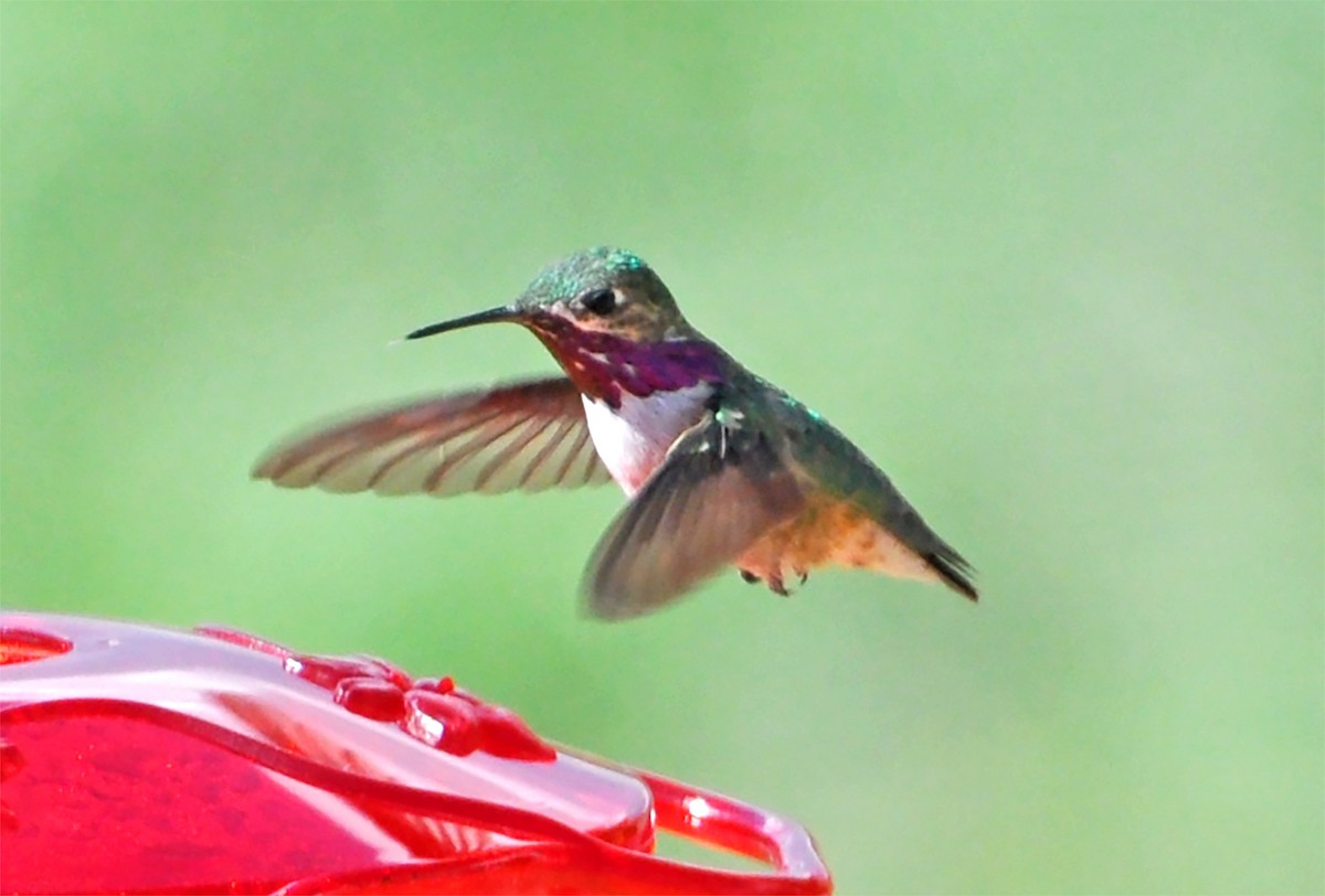 Colibrí Calíope - ML332578531