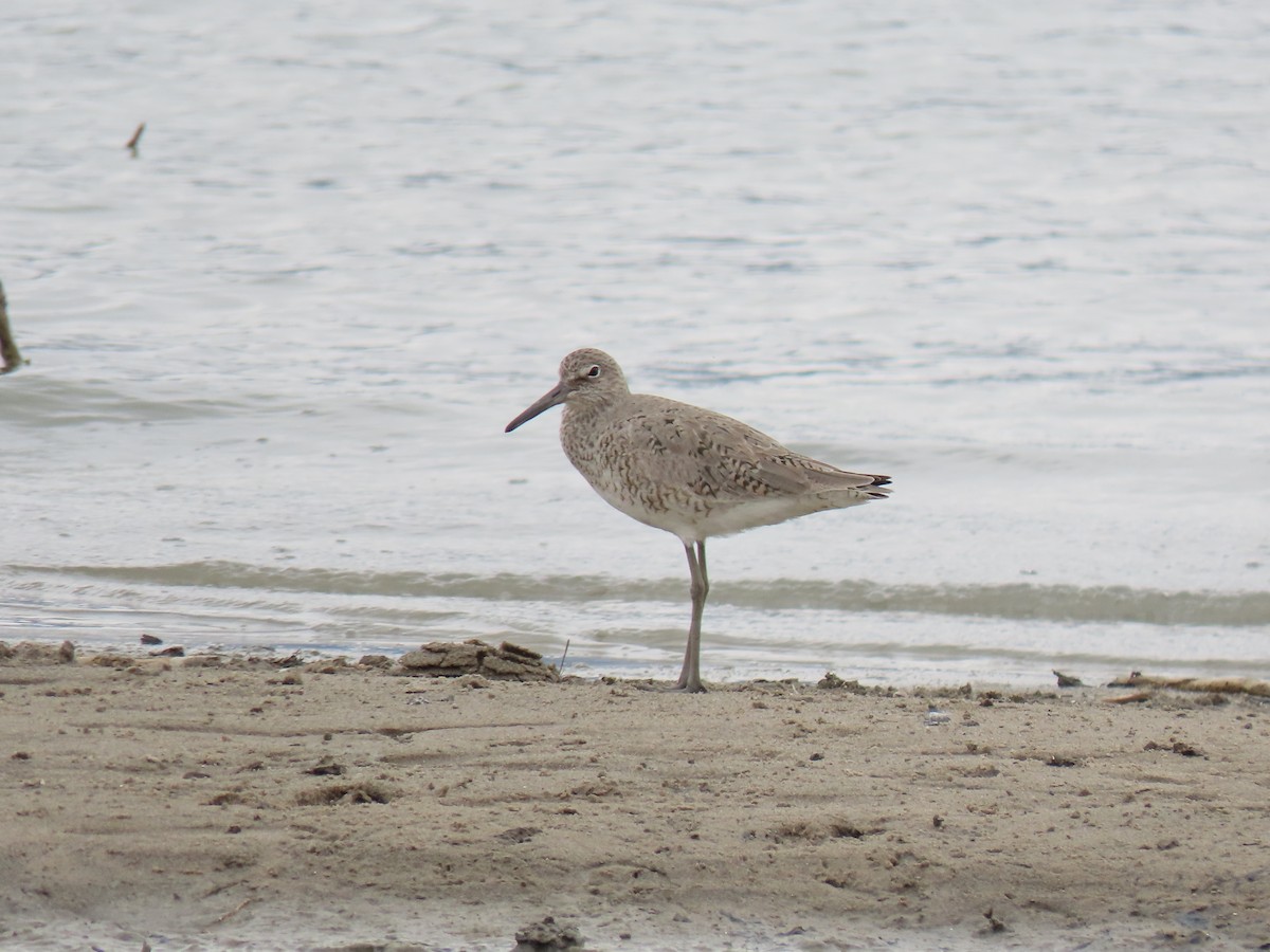 Willet - ML332581851