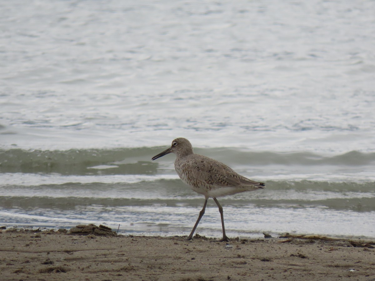 Willet - ML332581861