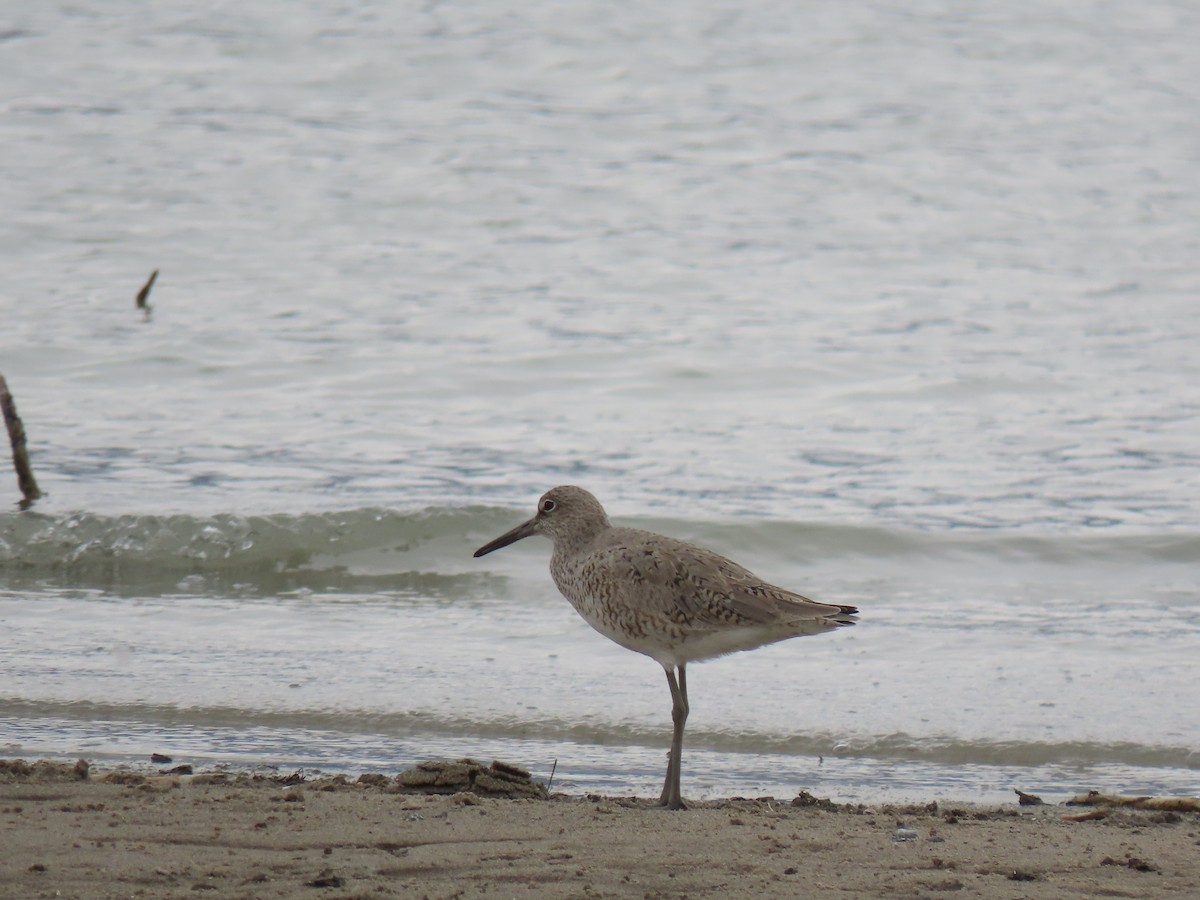 Willet - ML332581871