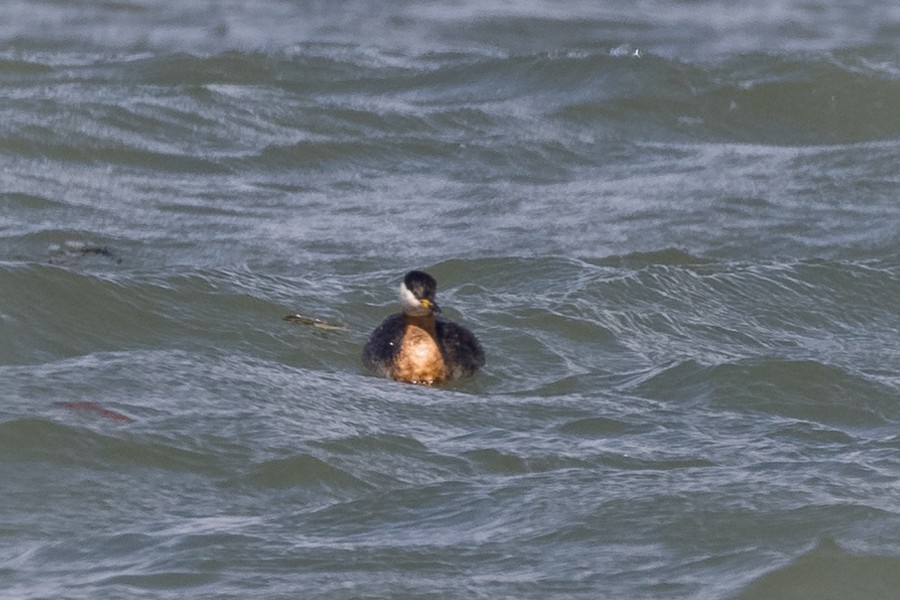 Red-necked Grebe - ML332583061
