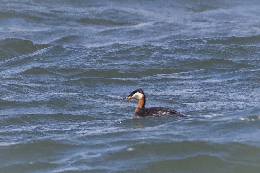 Red-necked Grebe - ML332583081