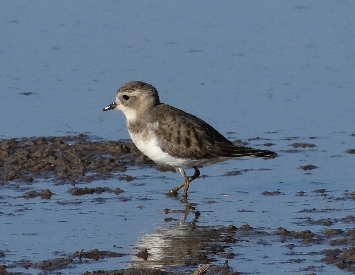 Double-banded Plover - ML33258501