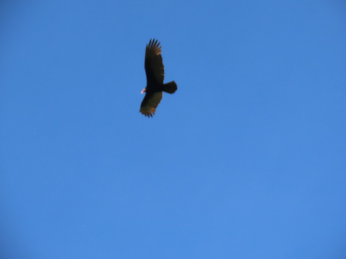 Turkey Vulture - ML332585841