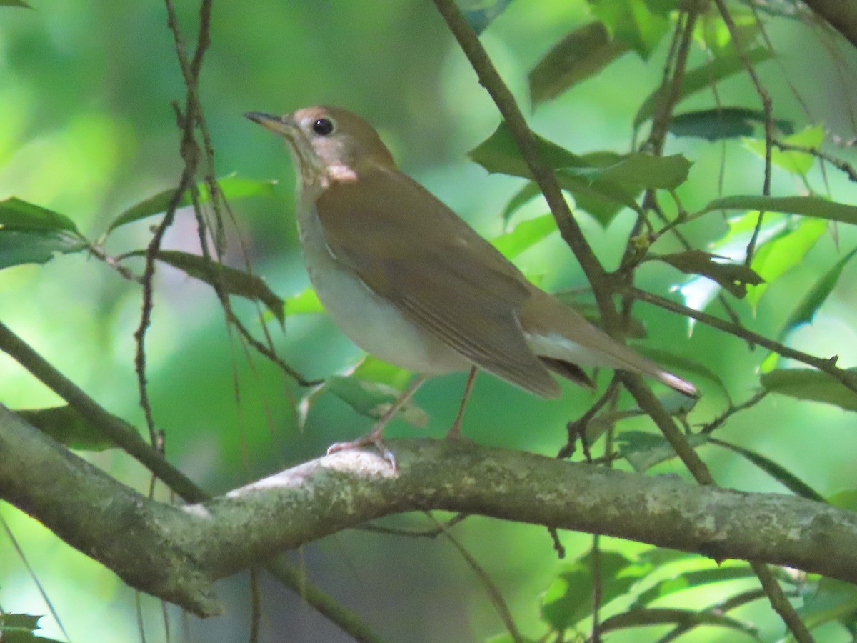 Veery - ML332586601
