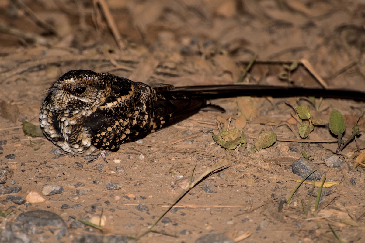 Long-trained Nightjar - Luiz Carlos Ramassotti