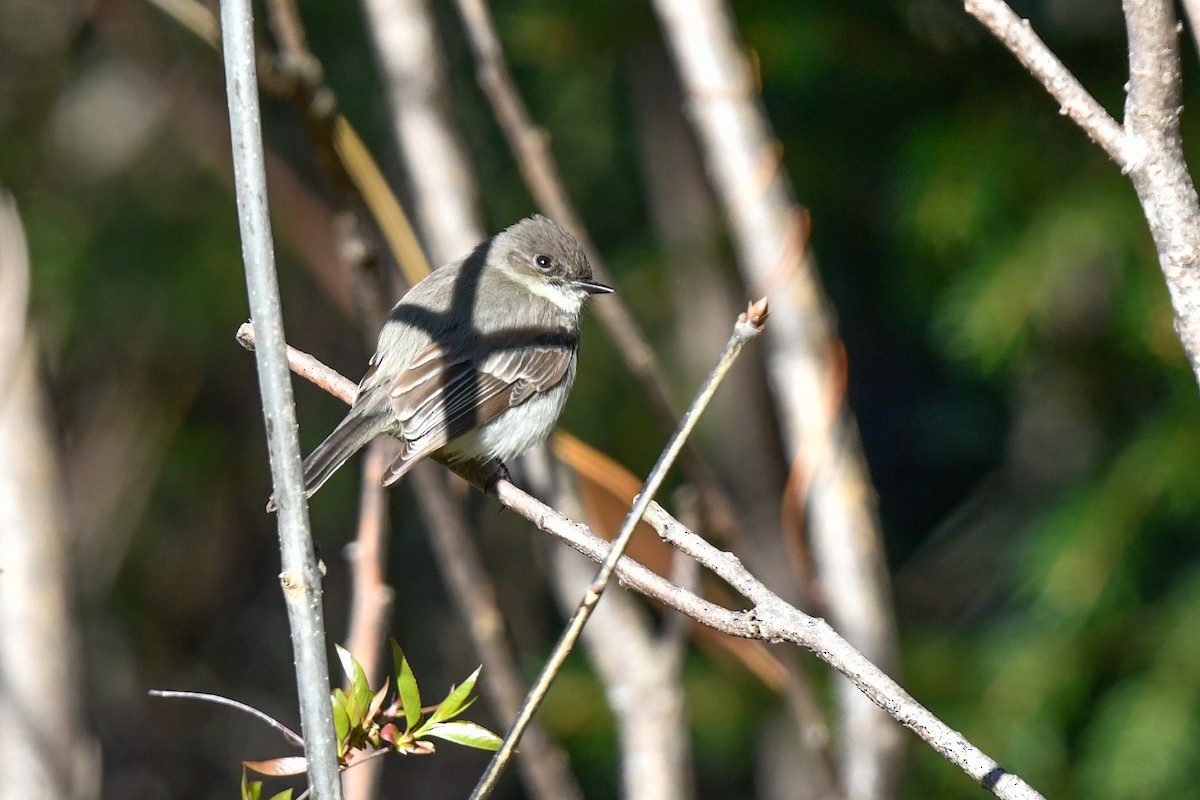 Eastern Phoebe - ML332587661