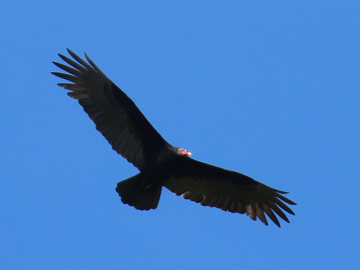Turkey Vulture - ML332587911