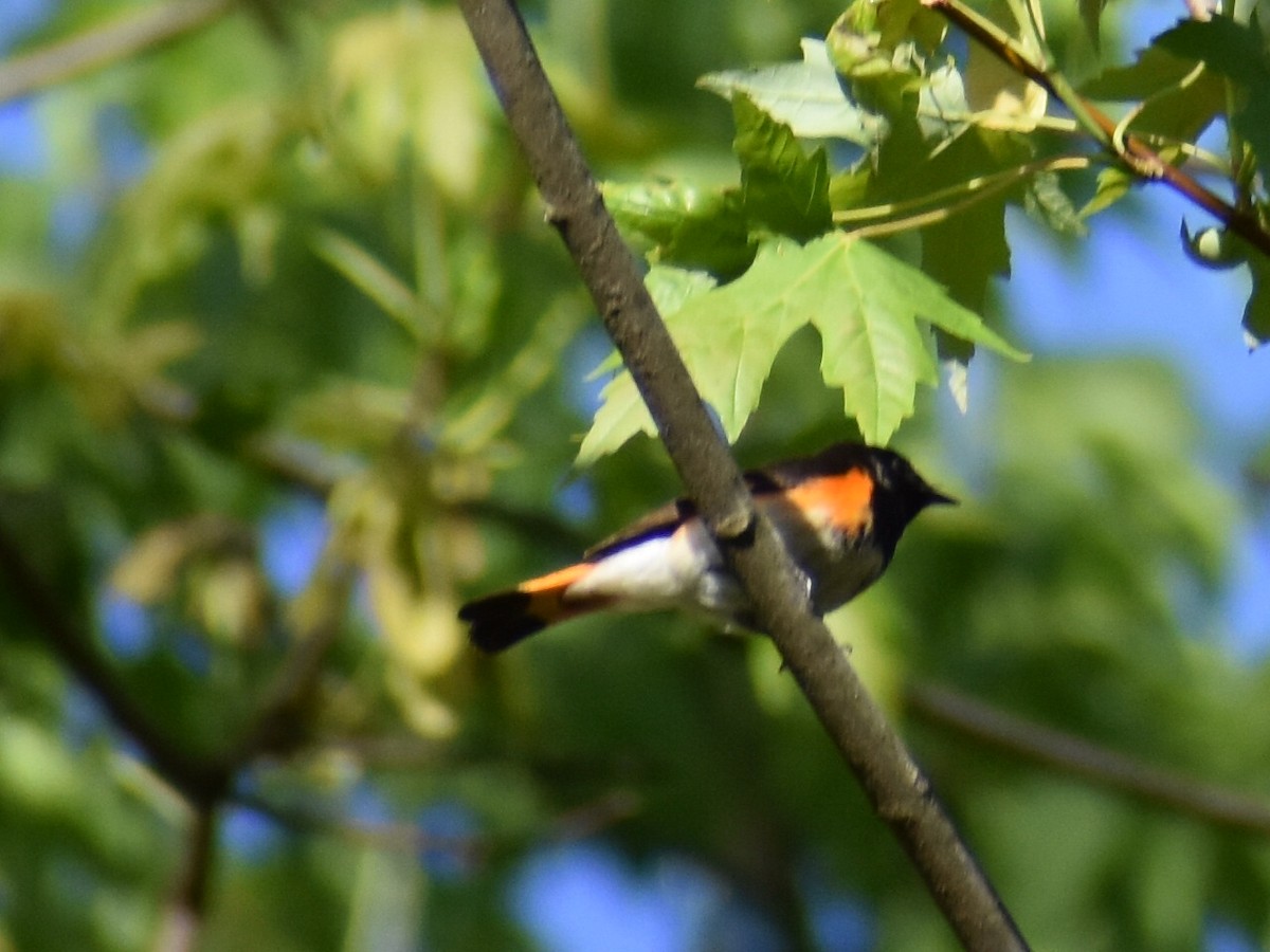 American Redstart - ML332588341