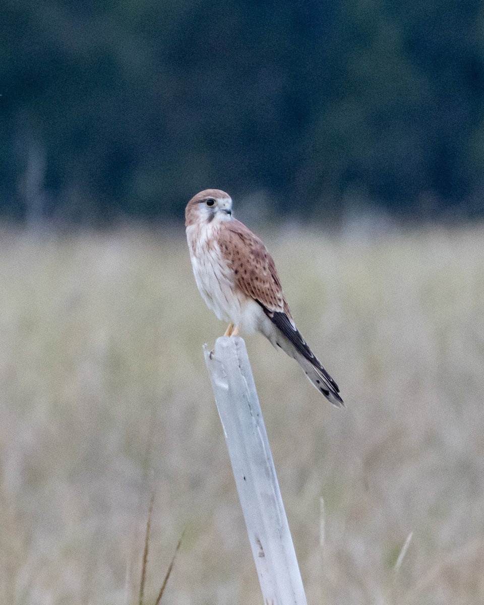 Nankeen Kestrel - Ashley Anderson