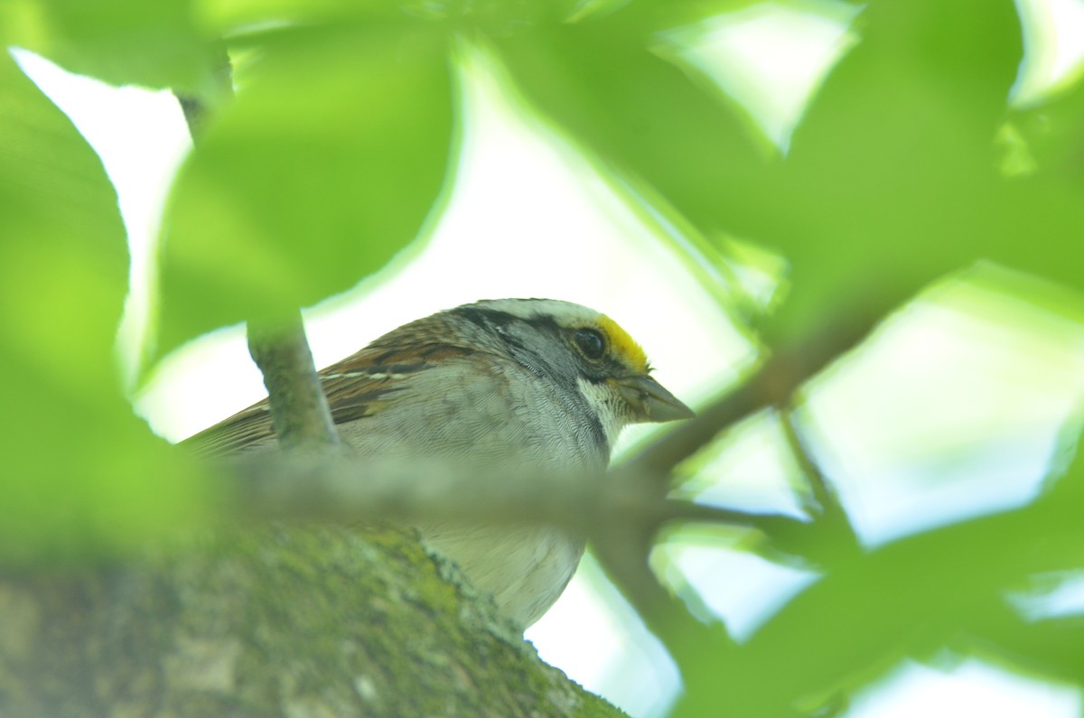 White-throated Sparrow - ML332588591