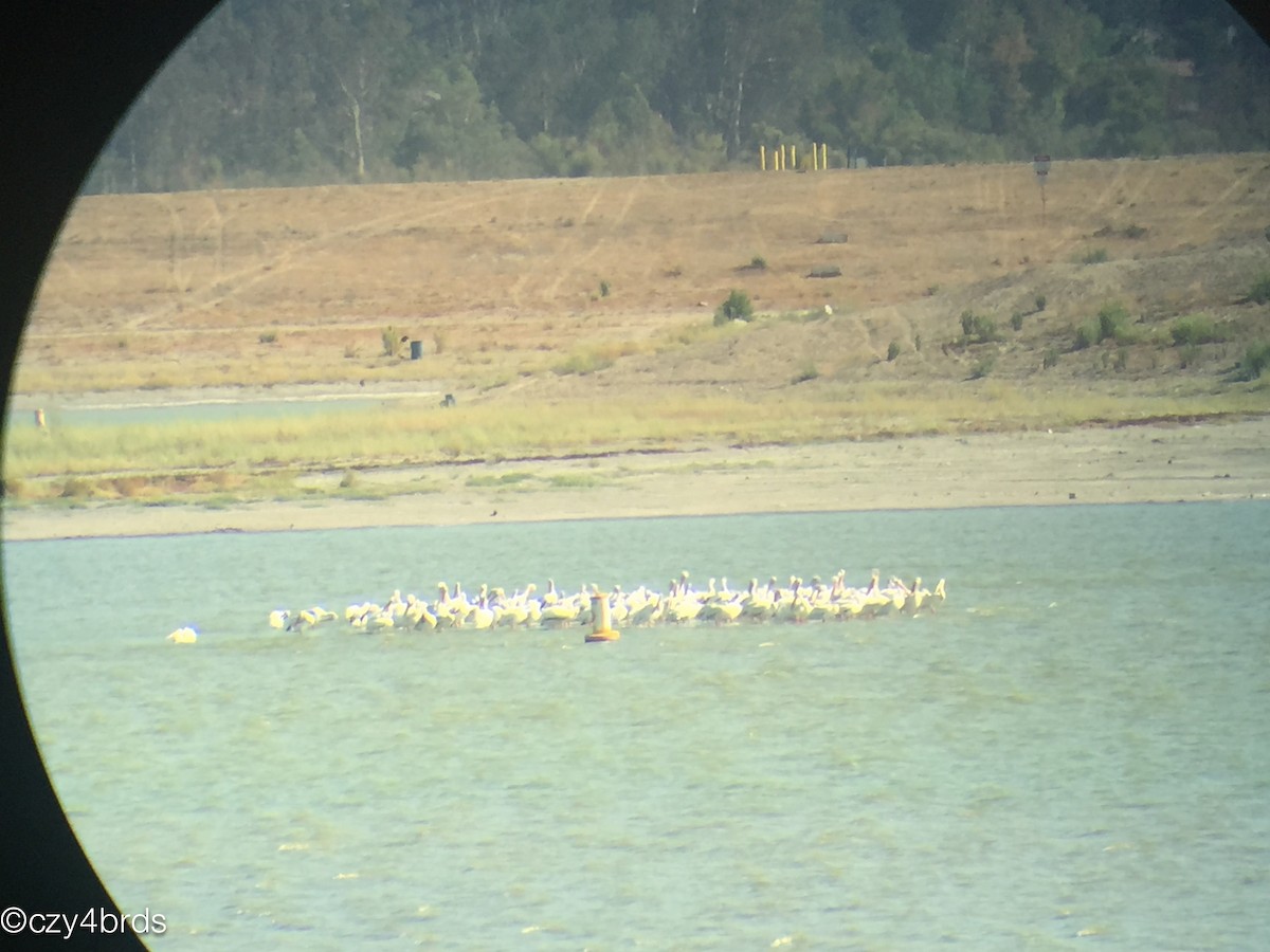 American White Pelican - ML33258891