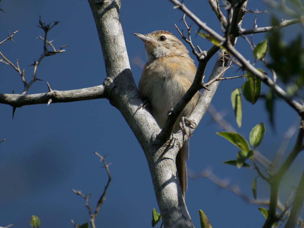 Chotoy Spinetail - ML332590041