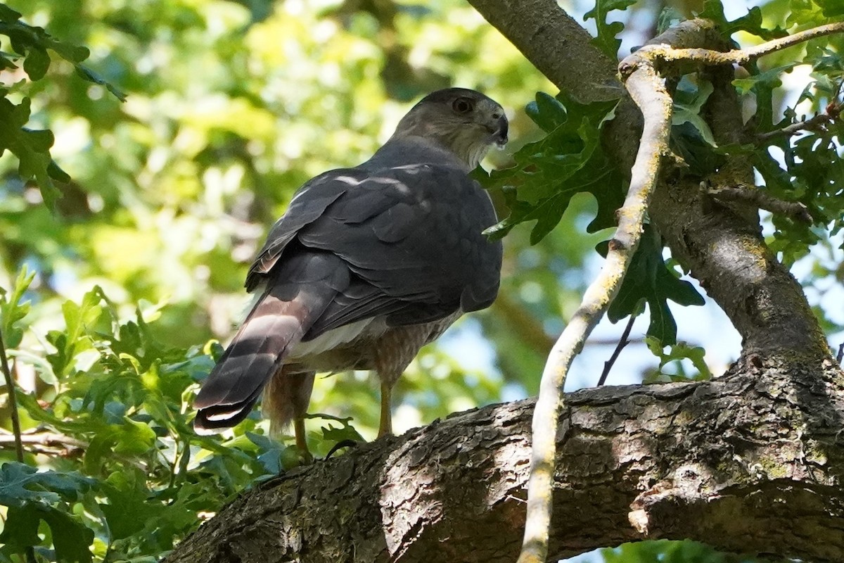 Cooper's Hawk - ML332590691