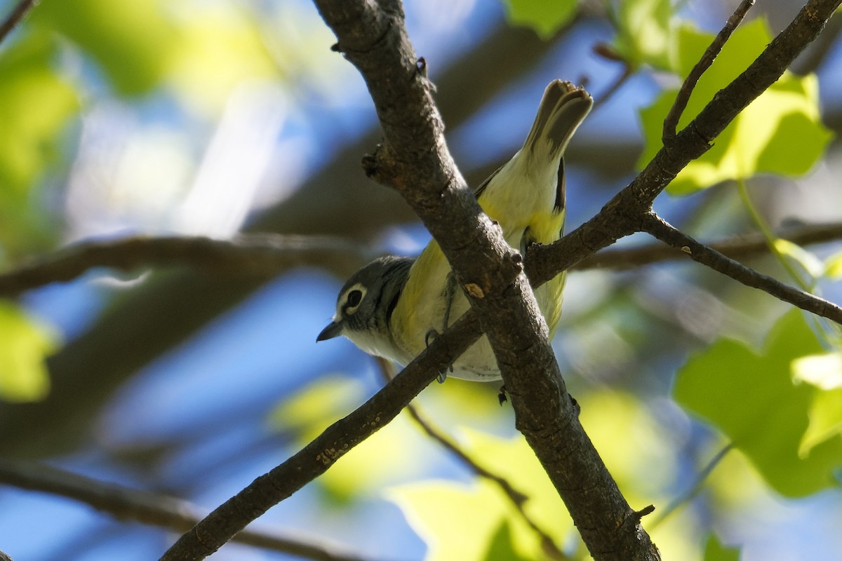 Blue-headed Vireo - ML332591301