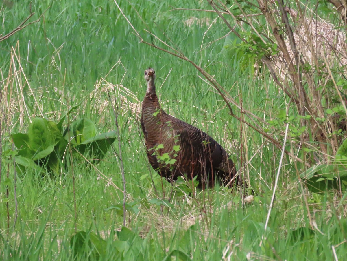 Wild Turkey - ML332592001