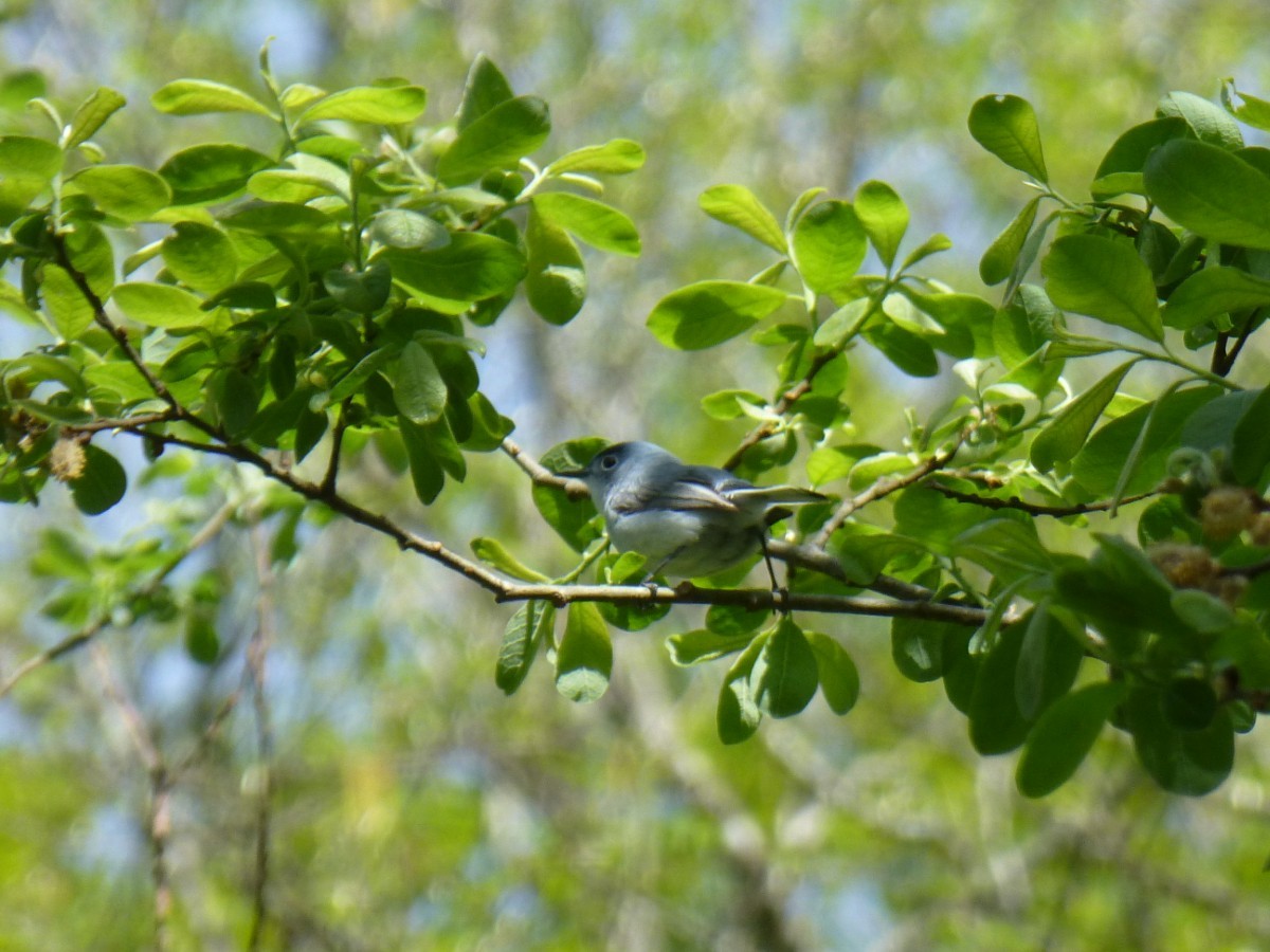 Blue-gray Gnatcatcher - ML332593291