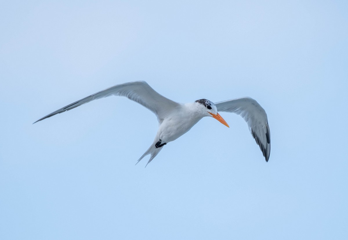 Royal Tern - Frank Guenther