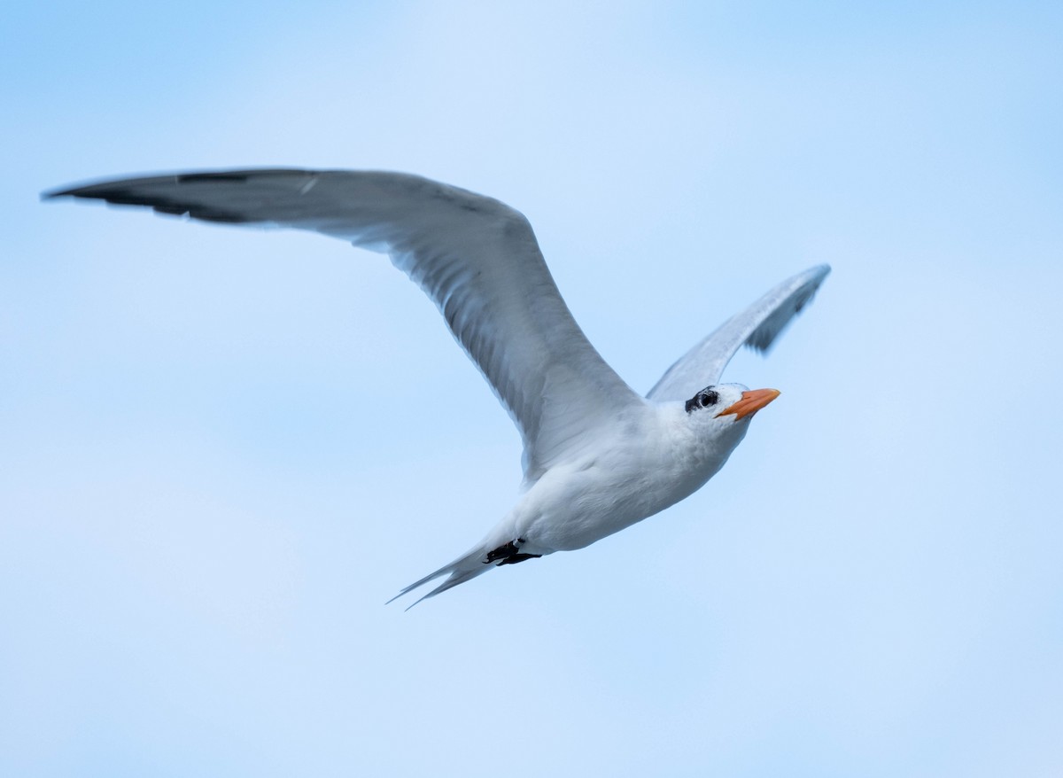 Royal Tern - Frank Guenther