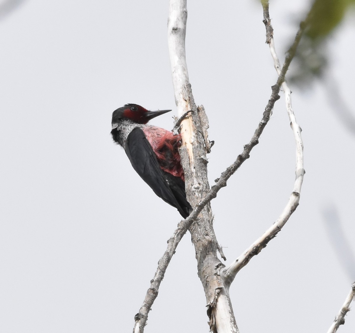 Lewis's Woodpecker - ML332595251