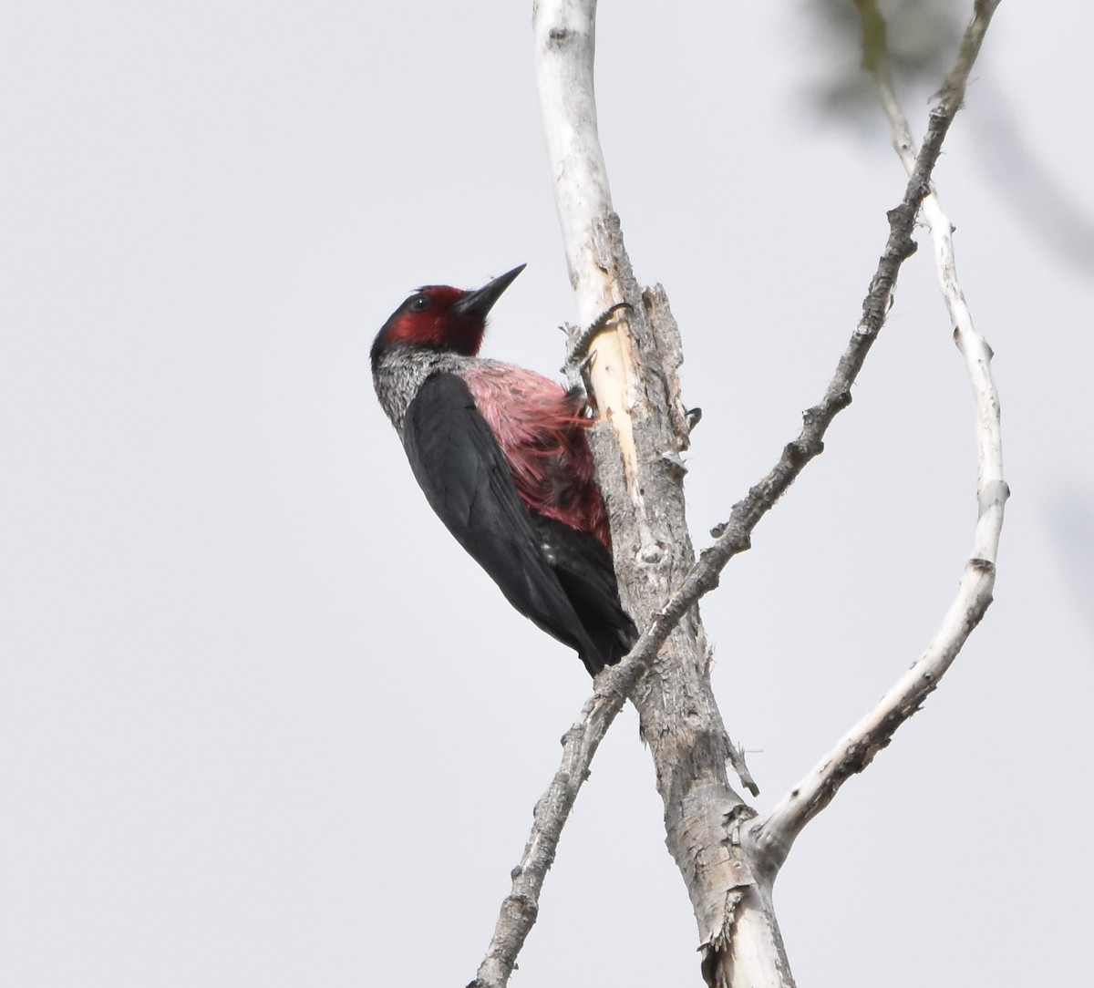 Lewis's Woodpecker - ML332595271