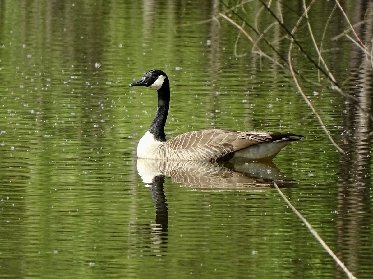 Canada Goose - ML332595471