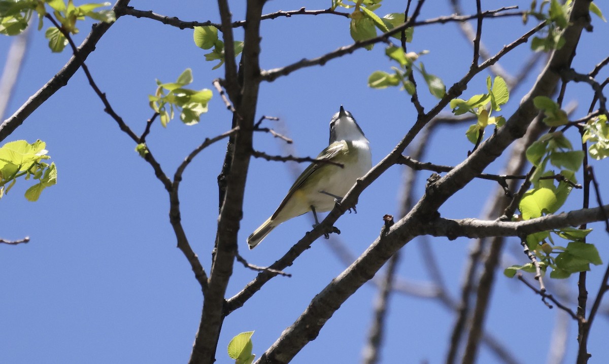 Blue-headed Vireo - ML332595591