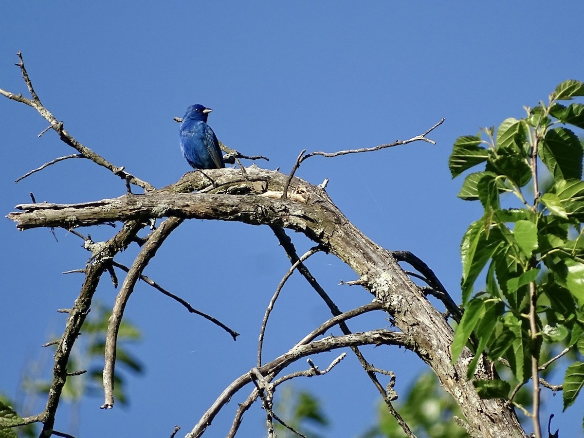 Indigo Bunting - ML332596151