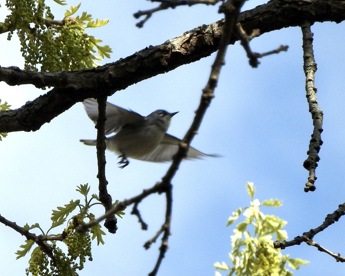 Cerulean Warbler x Northern Parula (hybrid) - ML332596301