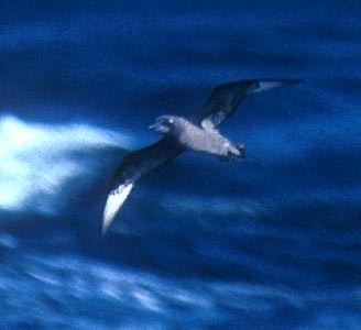 Murphy's Petrel - ML33259711