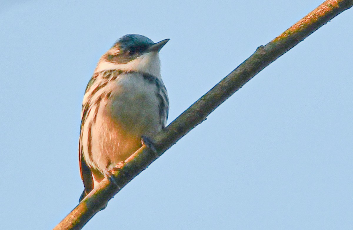 Cerulean Warbler - ML332598521