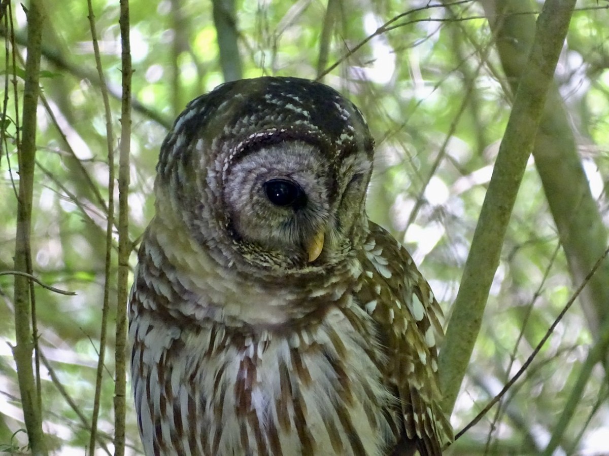 Barred Owl - ML332598711