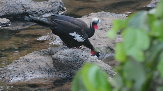 カオグロナキシャクケイ - ML332598801