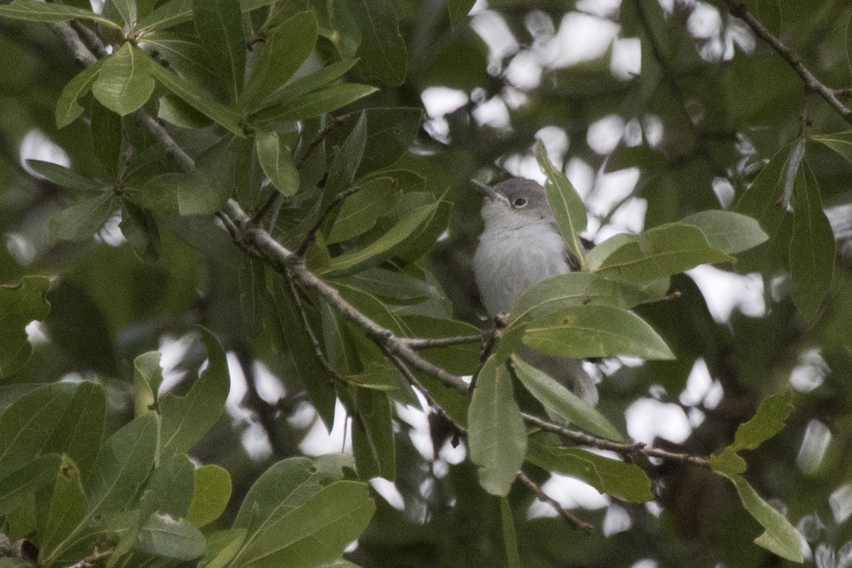 Eastern Phoebe - ML332599001