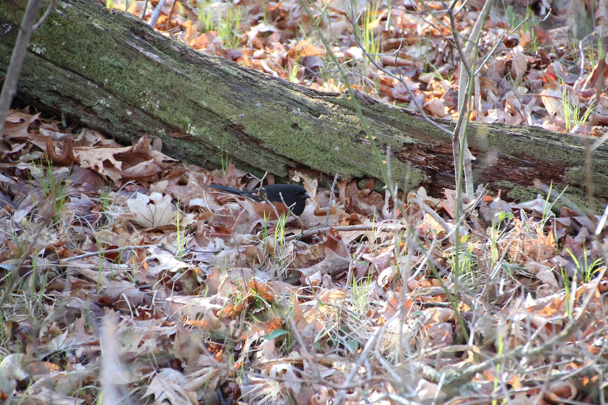 Eastern Towhee - Chadwick Rittenhouse