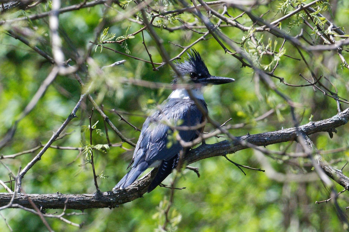 Belted Kingfisher - Jan  Kool