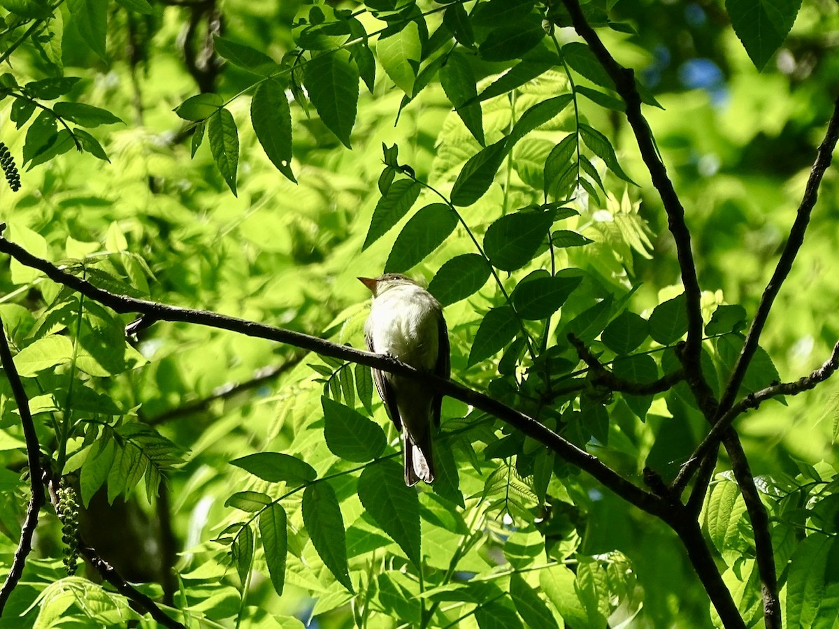 Eastern Wood-Pewee - ML332600651